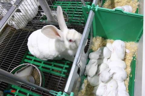 Rabbit farming part 10: Rabbit fur pelt production – ProAgri Media